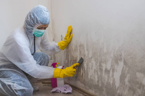 Best Toxic Mold Removal  in Fort Hood, TX