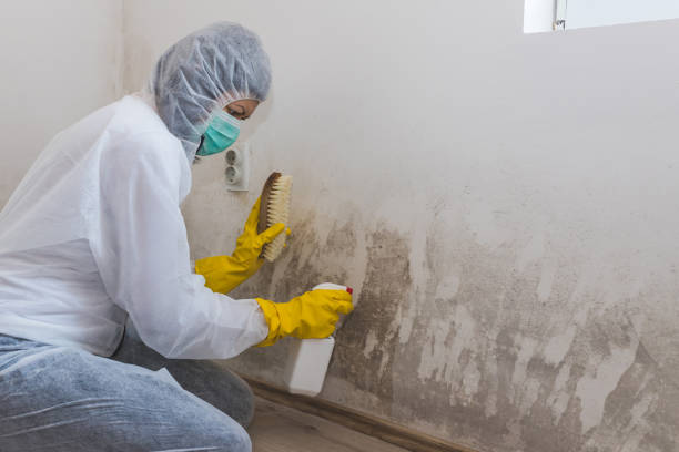 Best Professional Mold Removal  in Fort Hood, TX