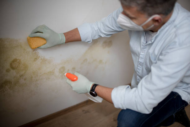 Reliable Fort Hood, TX Mold Removal Solutions