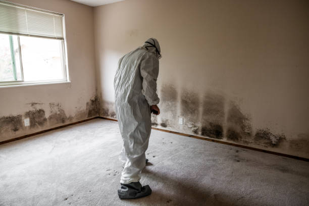 Best Mold Remediation Experts  in Fort Hood, TX