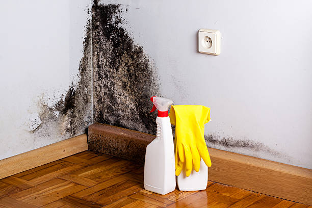 Best Mold Testing  in Fort Hood, TX