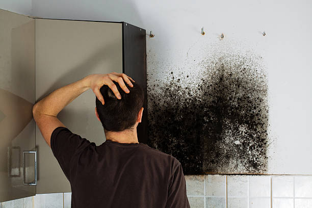 Best Mold Removal Near Me  in Fort Hood, TX