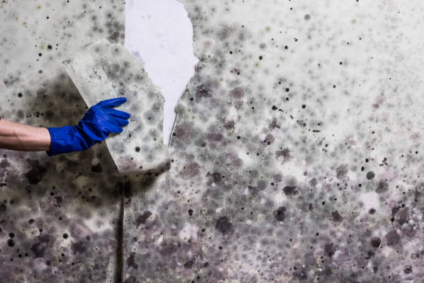 Best Mold Remediation  in Fort Hood, TX