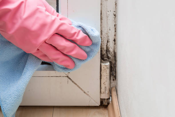 Best Certified Mold Removal  in Fort Hood, TX